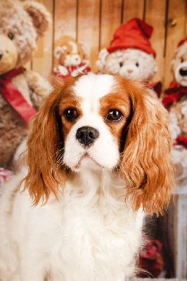 Étalon Cavalier King Charles Spaniel - Ulyne Du Domaine De Sissi