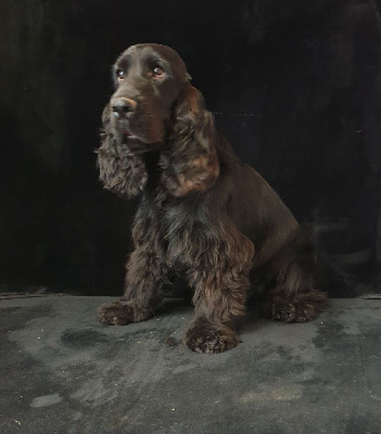 Étalon Cocker Spaniel Anglais - U' hope du domaine de Std Gladyce