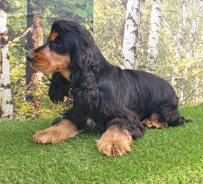 Étalon Cocker Spaniel Anglais - Usap du domaine de Std Gladyce