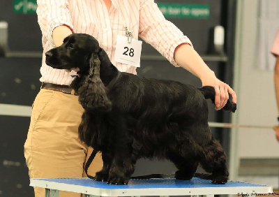 Étalon Cocker Spaniel Anglais - Sous les etoiles de Mazamé