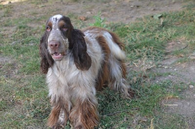 Étalon Cocker Spaniel Anglais - Tess De la foret des reves bleus