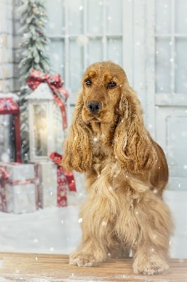 Étalon Cocker Spaniel Anglais - CH. gerini's truelife Kendall jenner