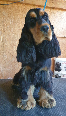 Étalon Cocker Spaniel Anglais - Un petit bijou du domaine de Std Gladyce