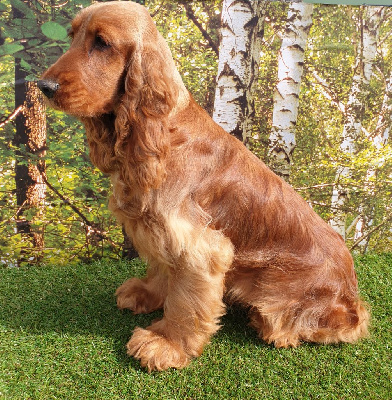 Étalon Cocker Spaniel Anglais - Utopie du domaine de Std Gladyce