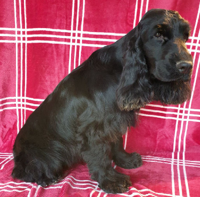 Étalon Cocker Spaniel Anglais - Uinie du domaine de Std Gladyce