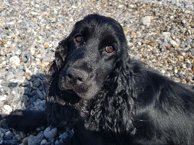 Étalon Cocker Spaniel Anglais - Uliane du mont de la chenaie