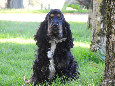 Étalon Cocker Spaniel Anglais - Utopia De L'étang Au Miroir