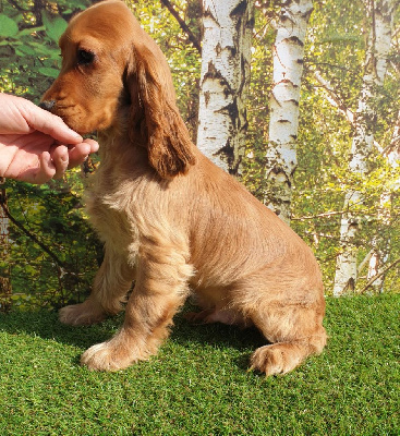 Étalon Cocker Spaniel Anglais - Ulou 3 du domaine de Std Gladyce