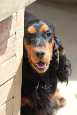 Étalon Cocker Spaniel Anglais - Harwenn du plateau des capucins