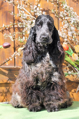 Étalon Cocker Spaniel Anglais - Magic serci