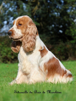 Étalon Cocker Spaniel Anglais - Sitrouille du bois de Morchène