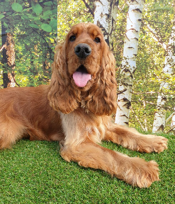 Étalon Cocker Spaniel Anglais - Usa maverick du domaine de Std Gladyce