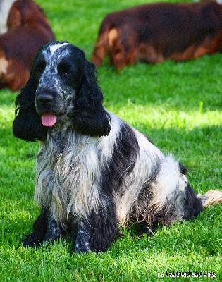 Étalon Cocker Spaniel Anglais - Trooping the colour de la Taverniere