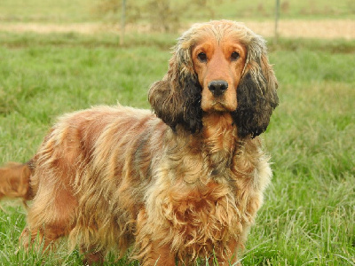 Étalon Cocker Spaniel Anglais - Tarte tatin (Sans Affixe)