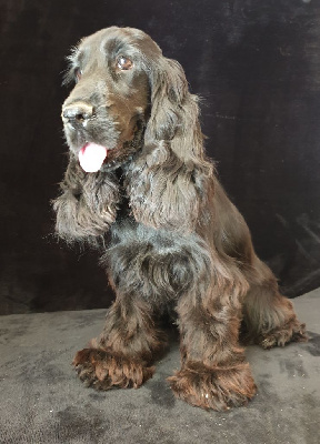 Étalon Cocker Spaniel Anglais - U'asm du domaine de Std Gladyce