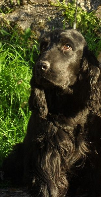 Étalon Cocker Spaniel Anglais - Eskimo de cat'woman