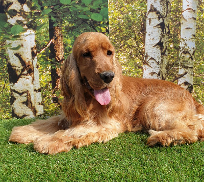 Étalon Cocker Spaniel Anglais - Udine du domaine de Std Gladyce