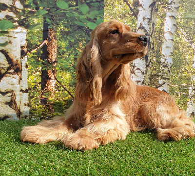 Étalon Cocker Spaniel Anglais - U'ovaly du domaine de Std Gladyce