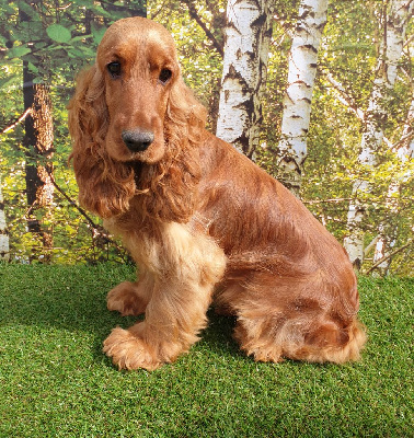 Étalon Cocker Spaniel Anglais - Una lova du domaine de Std Gladyce