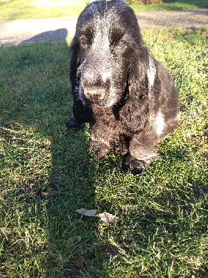 Étalon Cocker Spaniel Anglais - Vox du Tertre de la Pommeraie