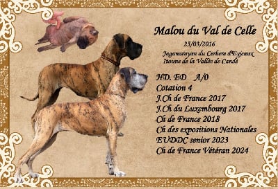 Étalon Dogue allemand - CH. Malou Du Val De Celle