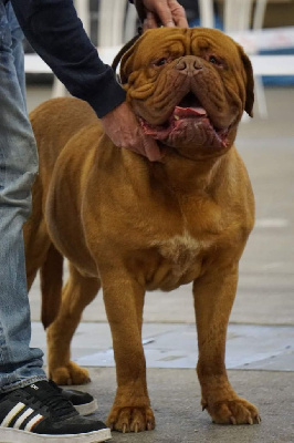 Étalon Dogue de Bordeaux - Puff daddy des gargans d'or