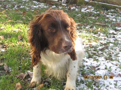 Étalon English Springer Spaniel - Sunset D'hell Upper