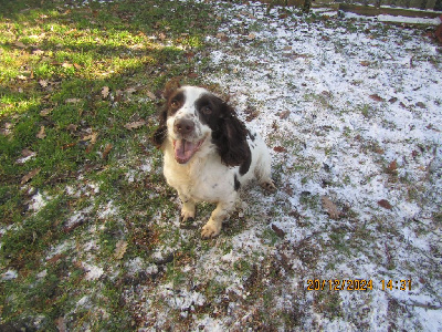 Étalon English Springer Spaniel - Du Val De Larcis Raissa