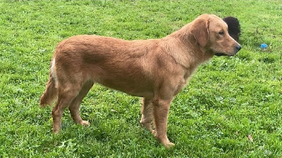 Étalon Golden Retriever - Woody dites tess (Sans Affixe)