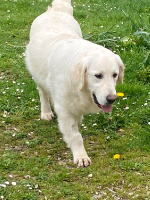 Étalon Golden Retriever - Upsane Angels of Tara