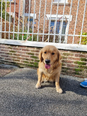 Étalon Golden Retriever - Subli'sim Des Mille Et Une Moustaches