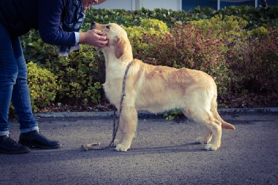 Étalon Golden Retriever - Victory reigns on dreamfyre Of Pelennor Fields