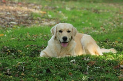 Étalon Golden Retriever - U're my sun kyra Diamond Dawn