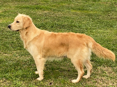 Étalon Golden Retriever - Raumy De La Gorgere