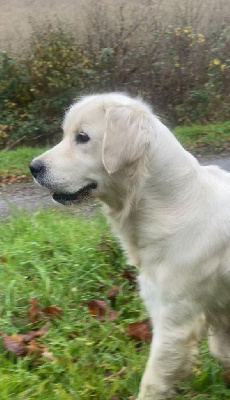 Étalon Golden Retriever - Tamara Du Clos De Compostelle