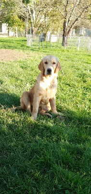 Étalon Golden Retriever - Vénus Du plateau des abeilles