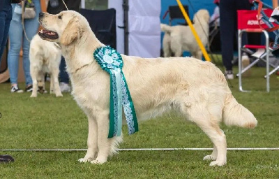 Étalon Golden Retriever - Sparkling dreams Of Pelennor Fields