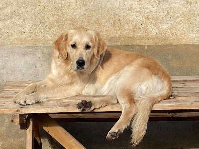 Étalon Golden Retriever - Toundra De L'Arche De Lolita