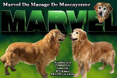 Étalon Golden Retriever - Marvel Du mazage de mascayenne