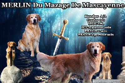 Étalon Golden Retriever - Merlin Du mazage de mascayenne