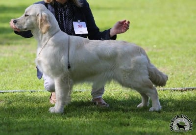 Étalon Golden Retriever - Butterfl 'highland Night dreams in moonlight