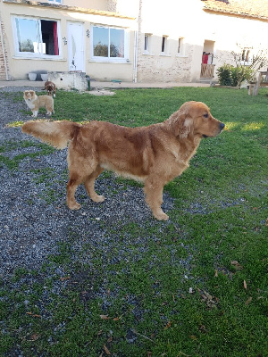 Étalon Golden Retriever - Vin diesel Of Hawkchurch Cottage