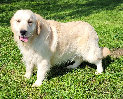 Étalon Golden Retriever - Mazzi dit mao Des marais de courmont