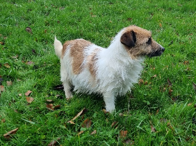 Étalon Jack Russell Terrier - Sauterelle Du logis de beaumanoir