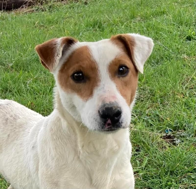 Étalon Jack Russell Terrier - Shiro Shi's Pak