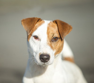 Étalon Jack Russell Terrier - Tarantino Du Bois De Capsil