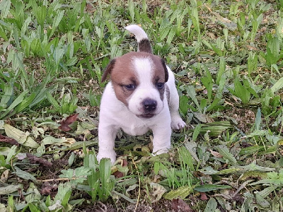 Étalon Jack Russell Terrier - Volcano stromboli De La Colombe Martiniquaise