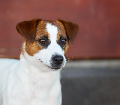 Étalon Jack Russell Terrier - Sul plimpy D'Austral Et Boréal