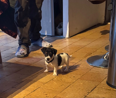 Étalon Jack Russell Terrier - Voyou des cretes du pilat