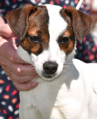 Étalon Jack Russell Terrier - Utsy De La Griffe D'Althédo